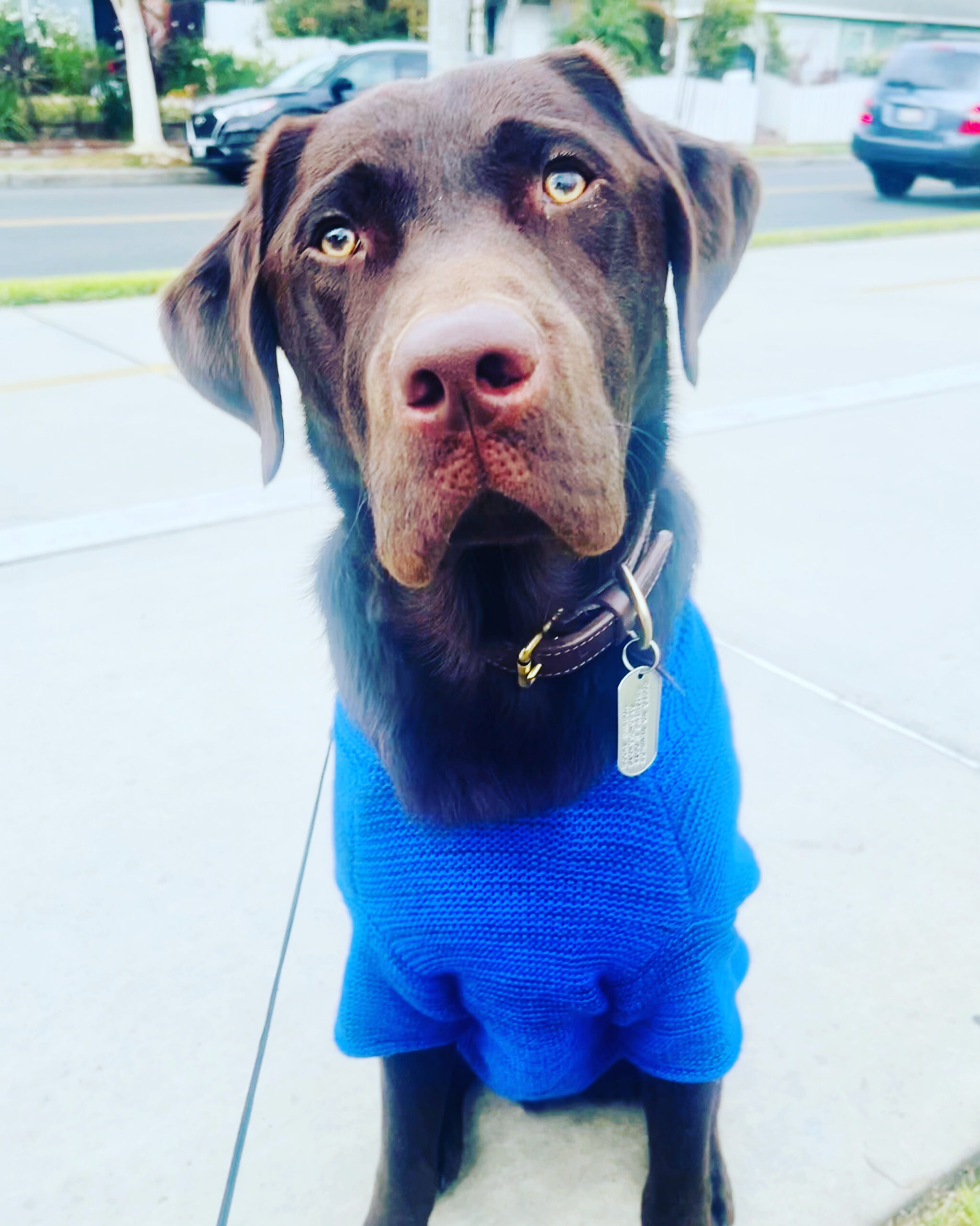 Rocky Balboa the dog